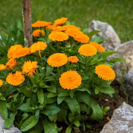 Riverside Pearl House By The River And Swimming Pool