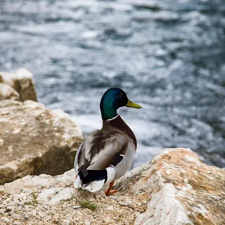 Riverside Pearl House By The River And Swimming Pool Villa Blagaj